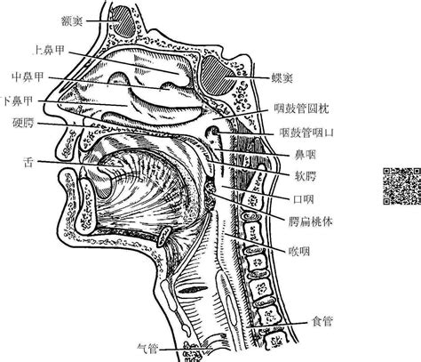 咽喉位置|咽部解剖结构图解